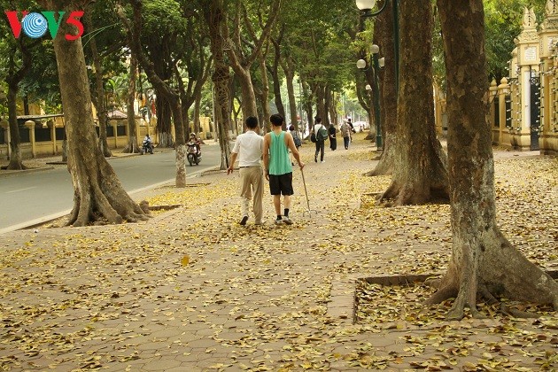 Xao xuyến thảm lá vàng trên phố Phan Đình Phùng - ảnh 2